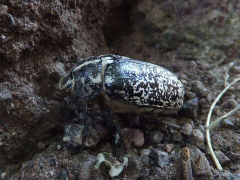 Image of Polyphylla fullo (Linnaeus 1758)