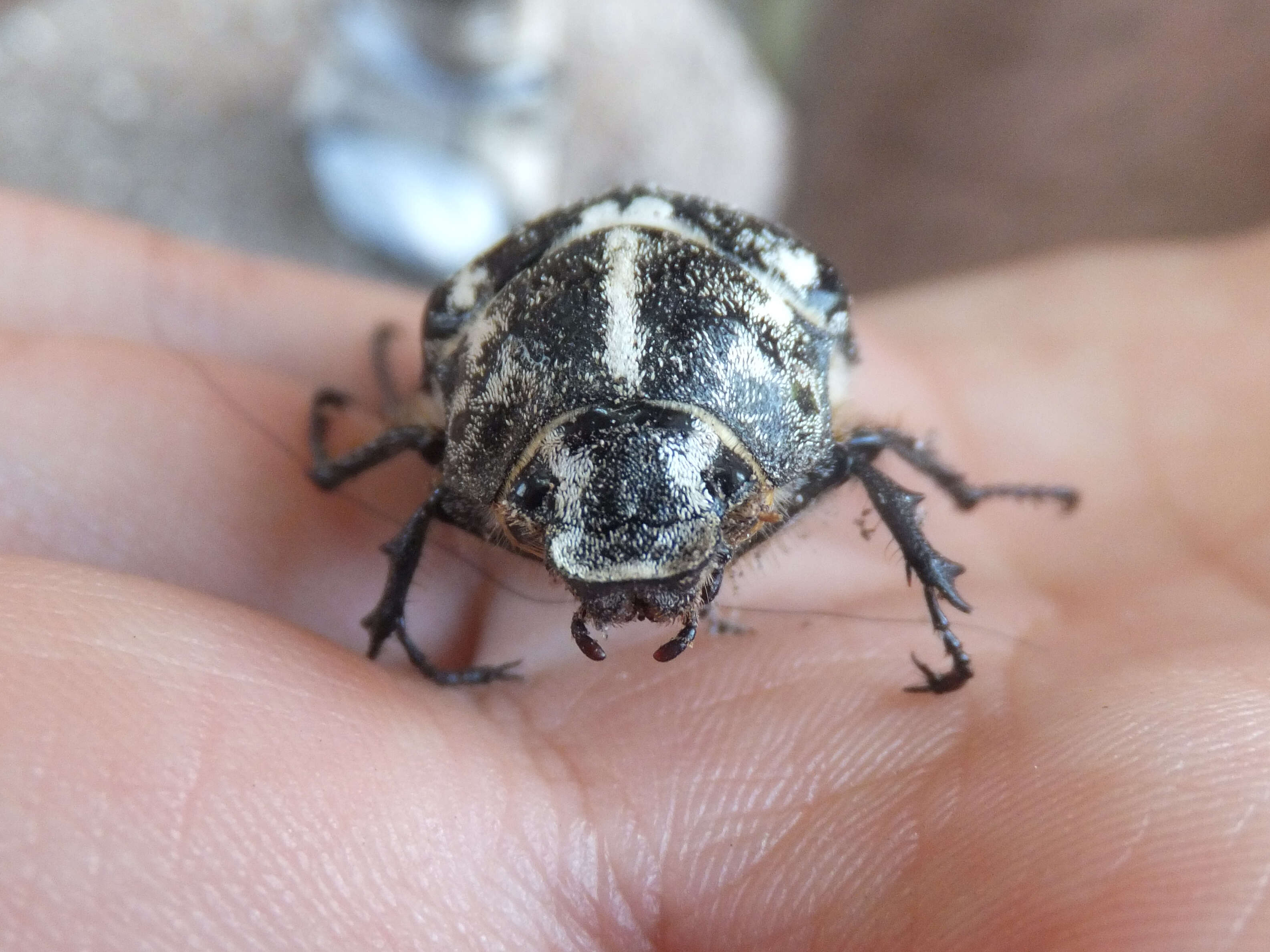 Image of Polyphylla fullo (Linnaeus 1758)