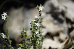 Image of Orianthera serpyllifolia (R. Br.) C. S. P. Foster & B. J. Conn