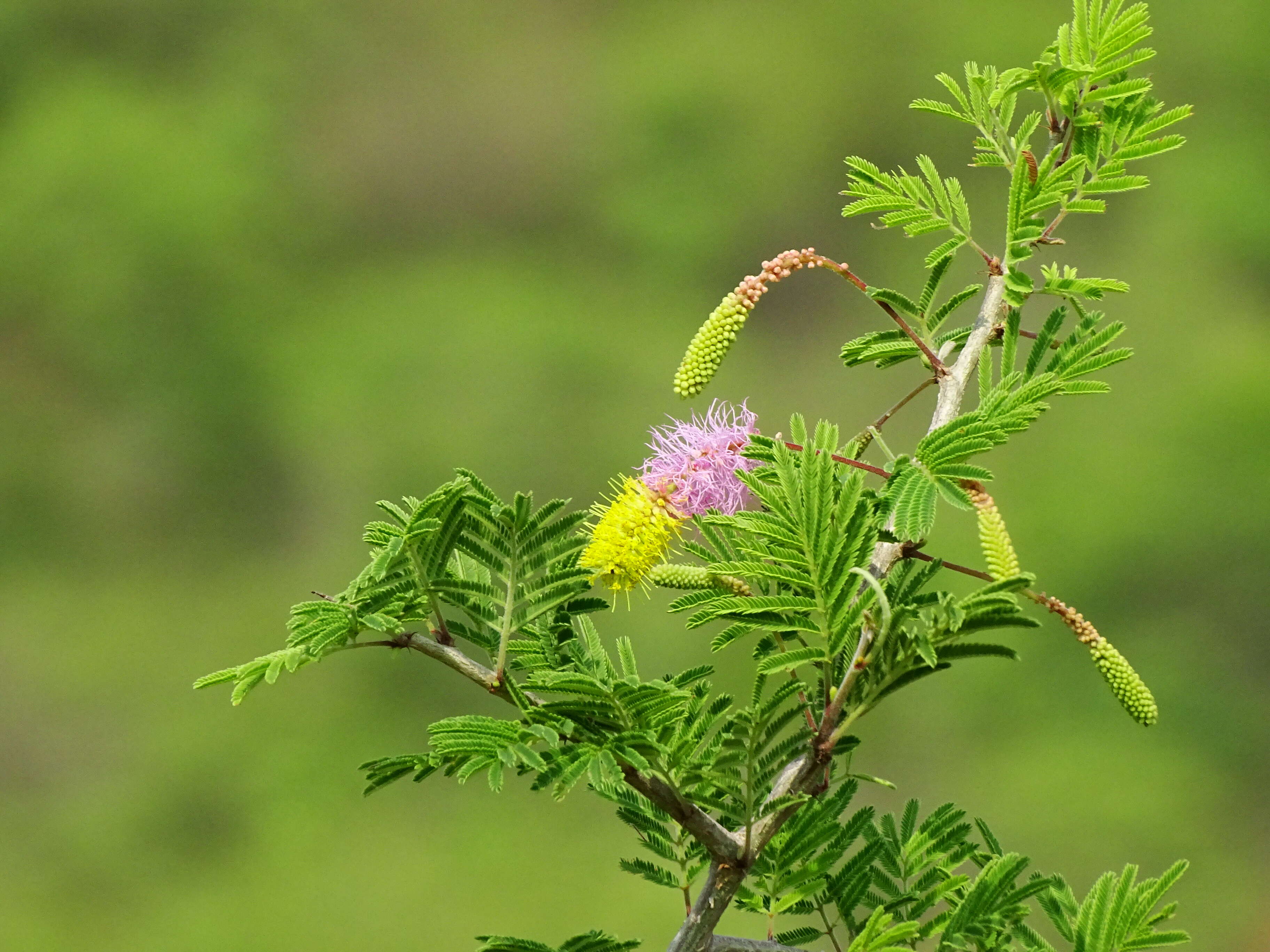 Image of Sicklebush