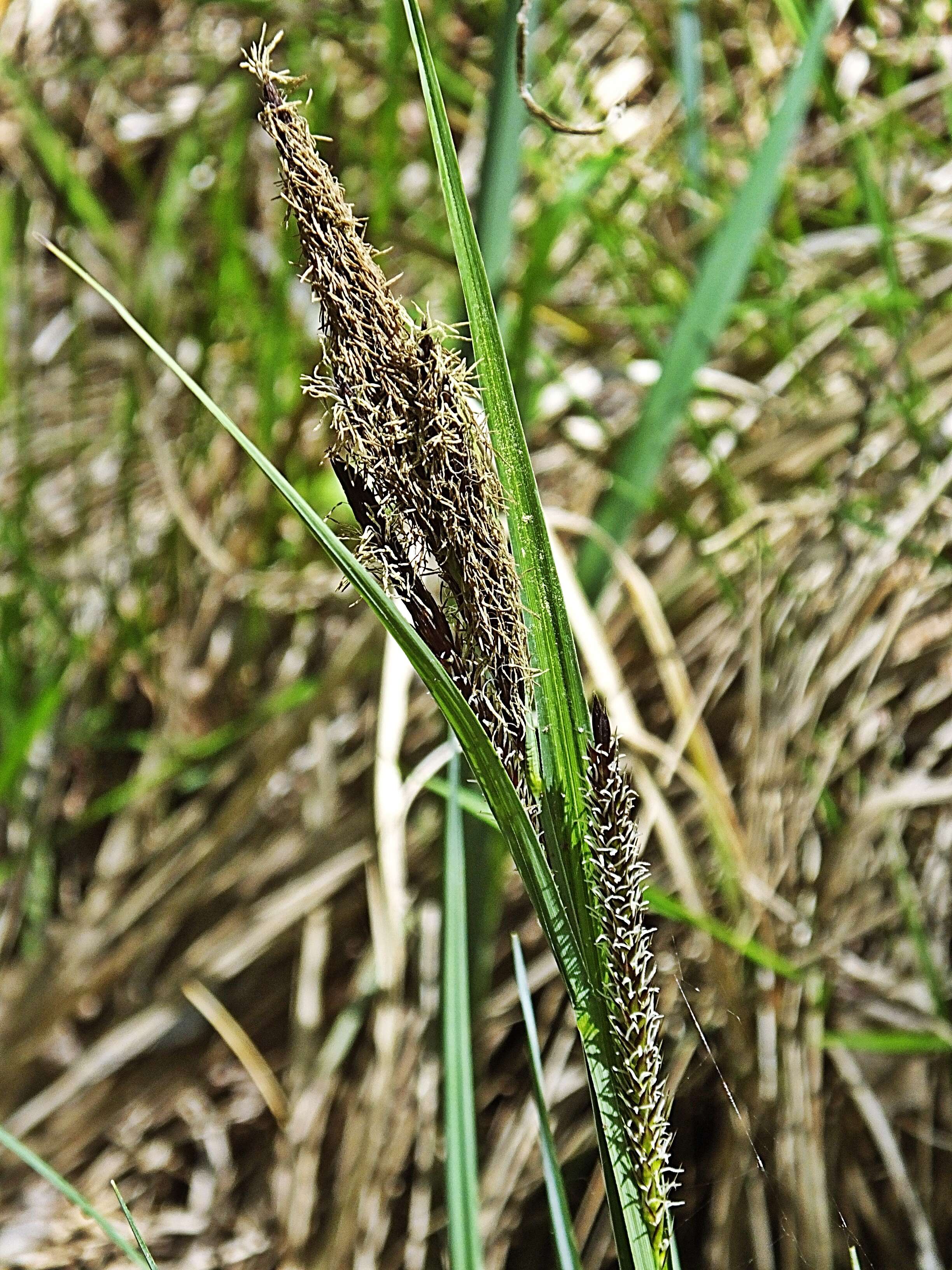 Image of Greater Pond-Sedge