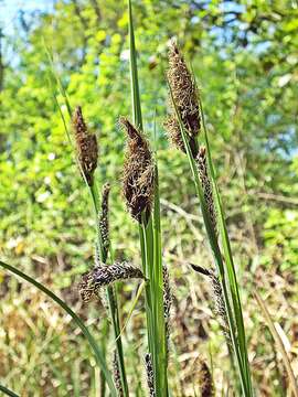 Image of Greater Pond-Sedge