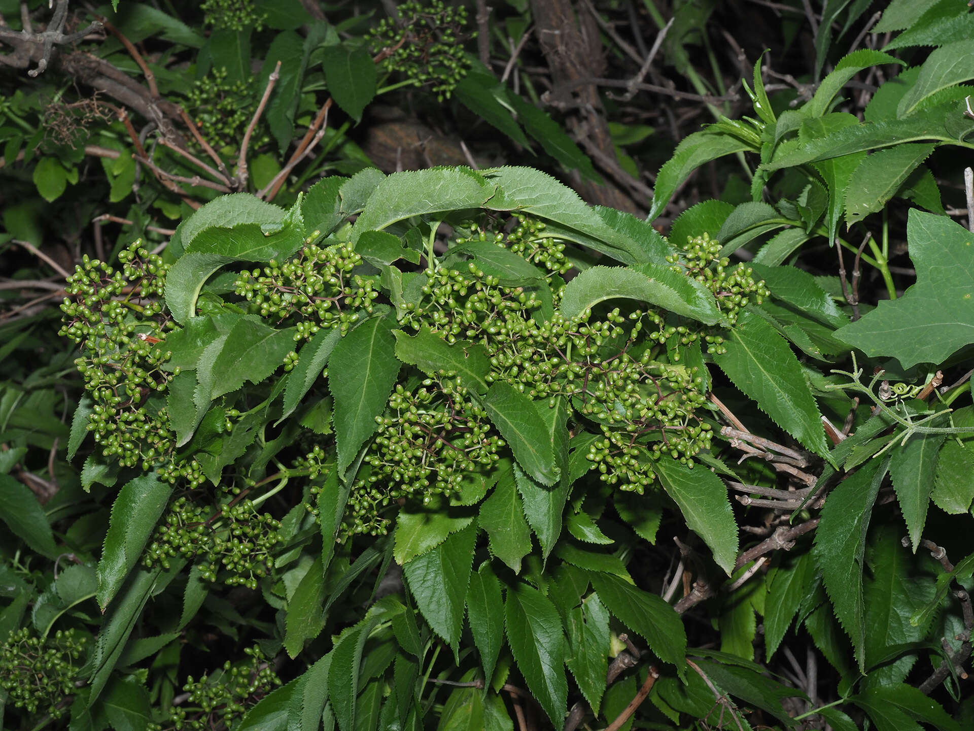 Image of Sambucus tigranii Troitsky