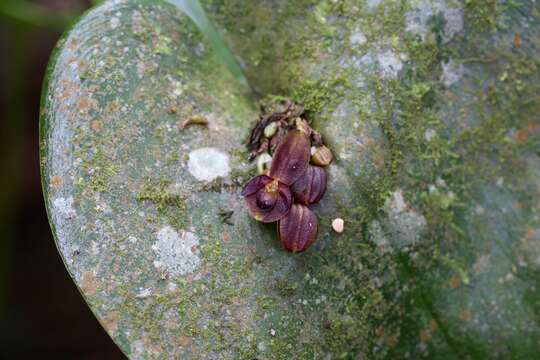 Imagem de Pleurothallis cordata (Ruiz & Pav.) Lindl.