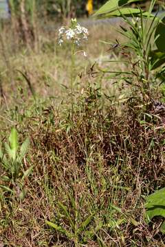 Image of Epidendrum blepharistes Barker ex Lindl.