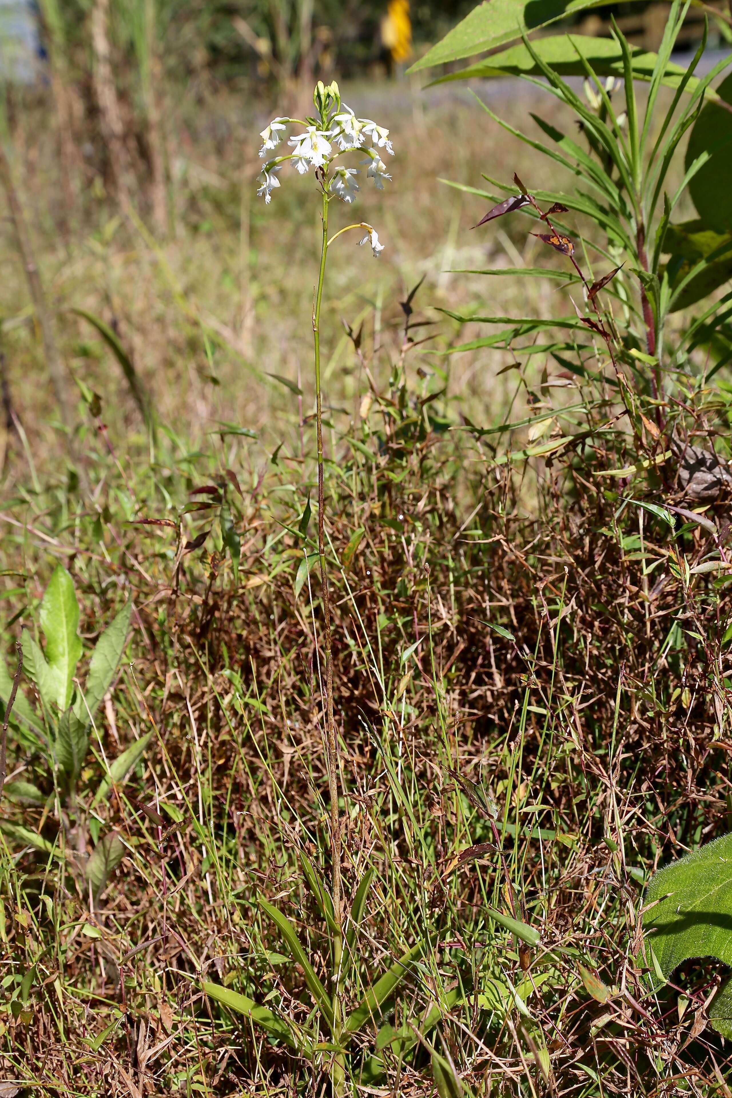 Image of Epidendrum blepharistes Barker ex Lindl.