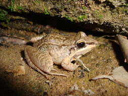 Image of Leptodactylus longirostris Boulenger 1882