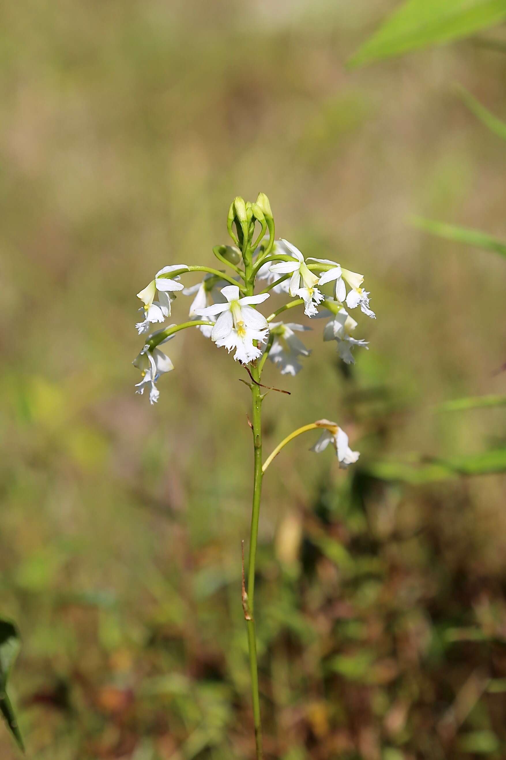 Image of Epidendrum blepharistes Barker ex Lindl.