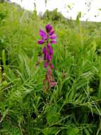 Image of Polygala hybrida Bruegg.