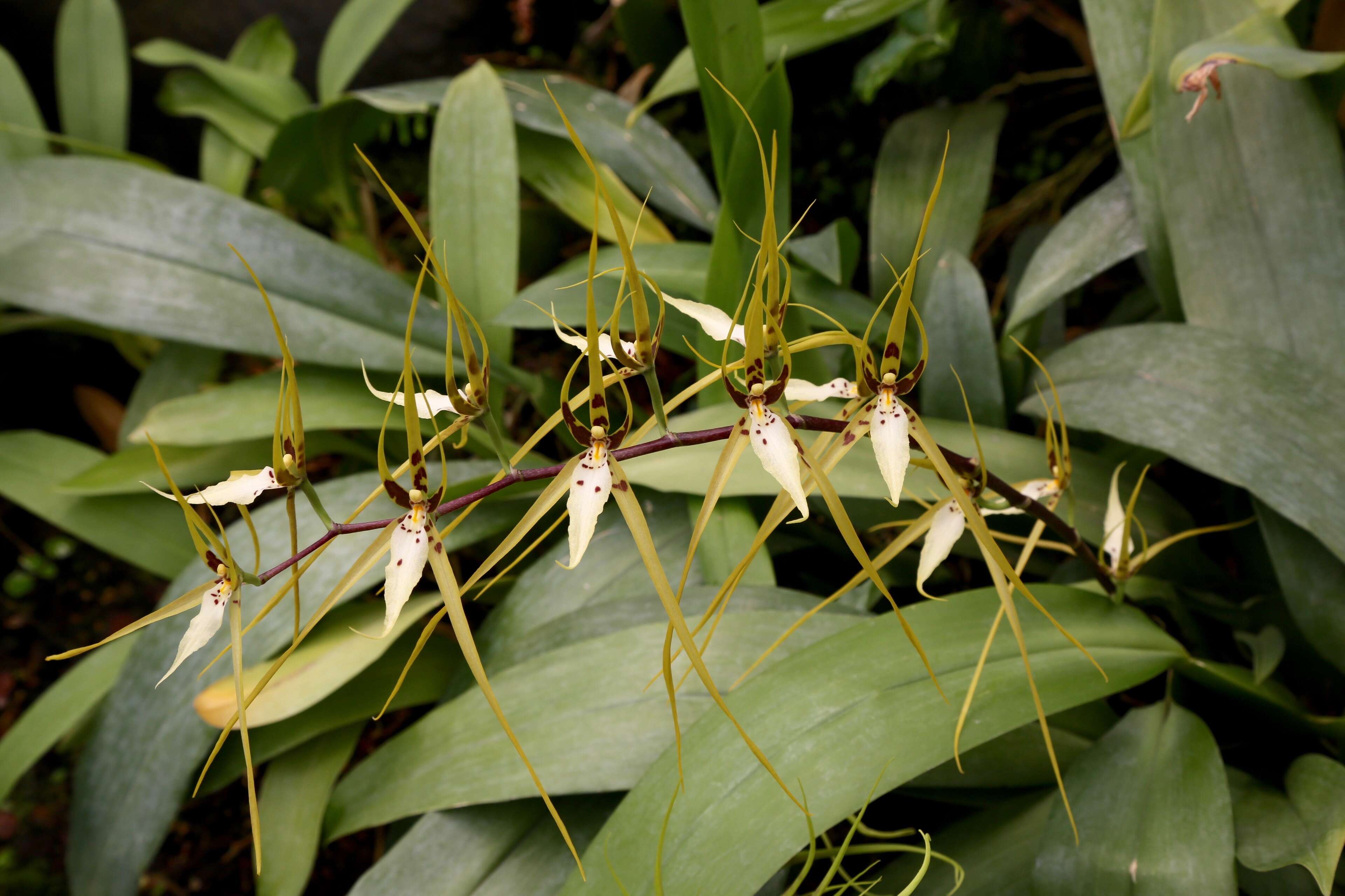 Image of Arching Brassia