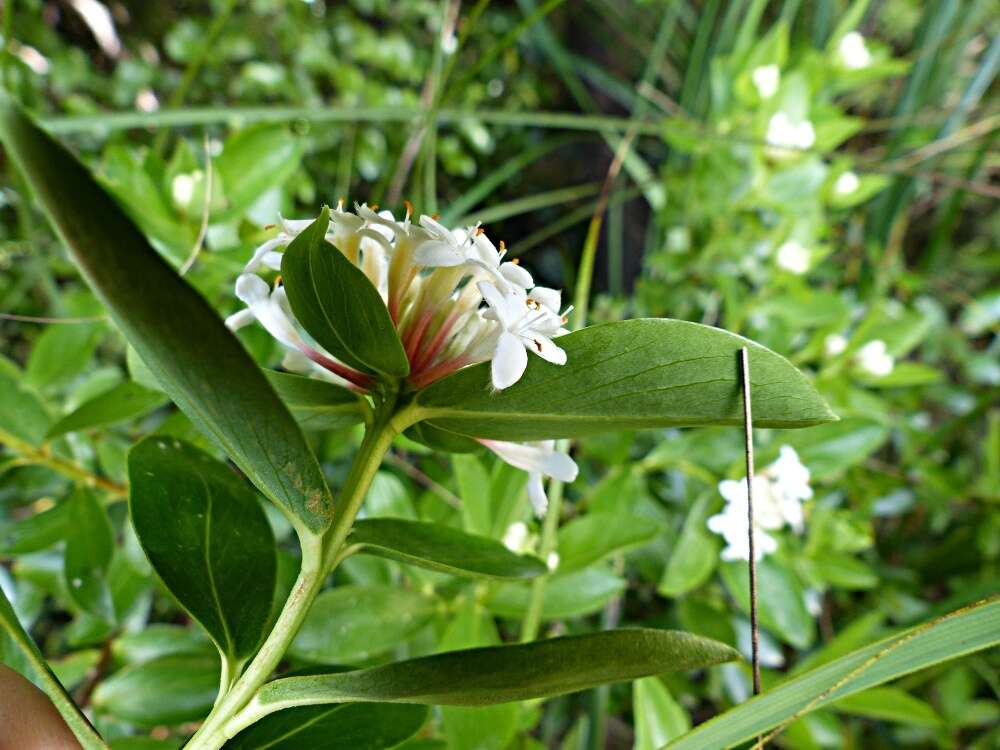 Image of long-leaved pimelea