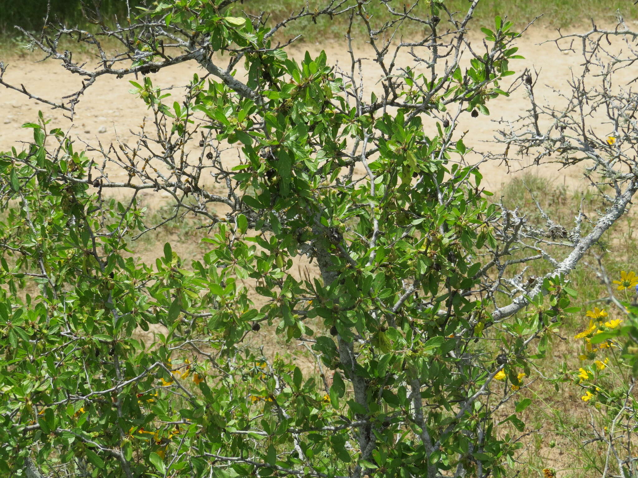 Image of Texan hogplum