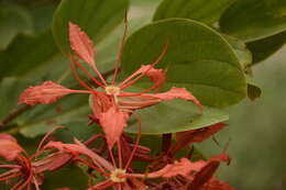 Image of Bauhinia phoenicea Wight & Arn.