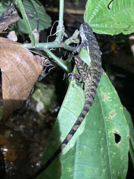 Plancia ëd Anolis oxylophus Cope 1875