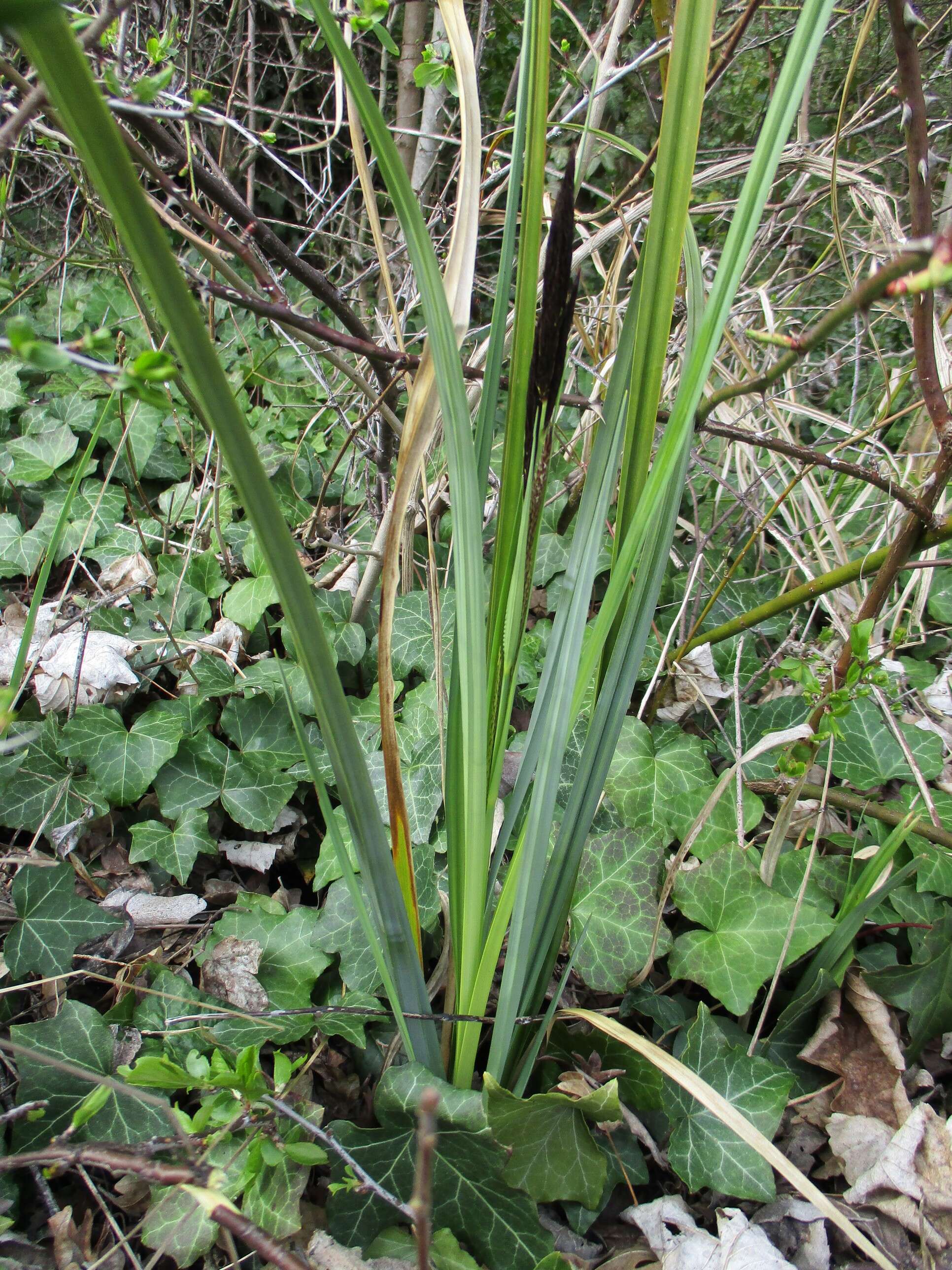 Image of Greater Pond-Sedge