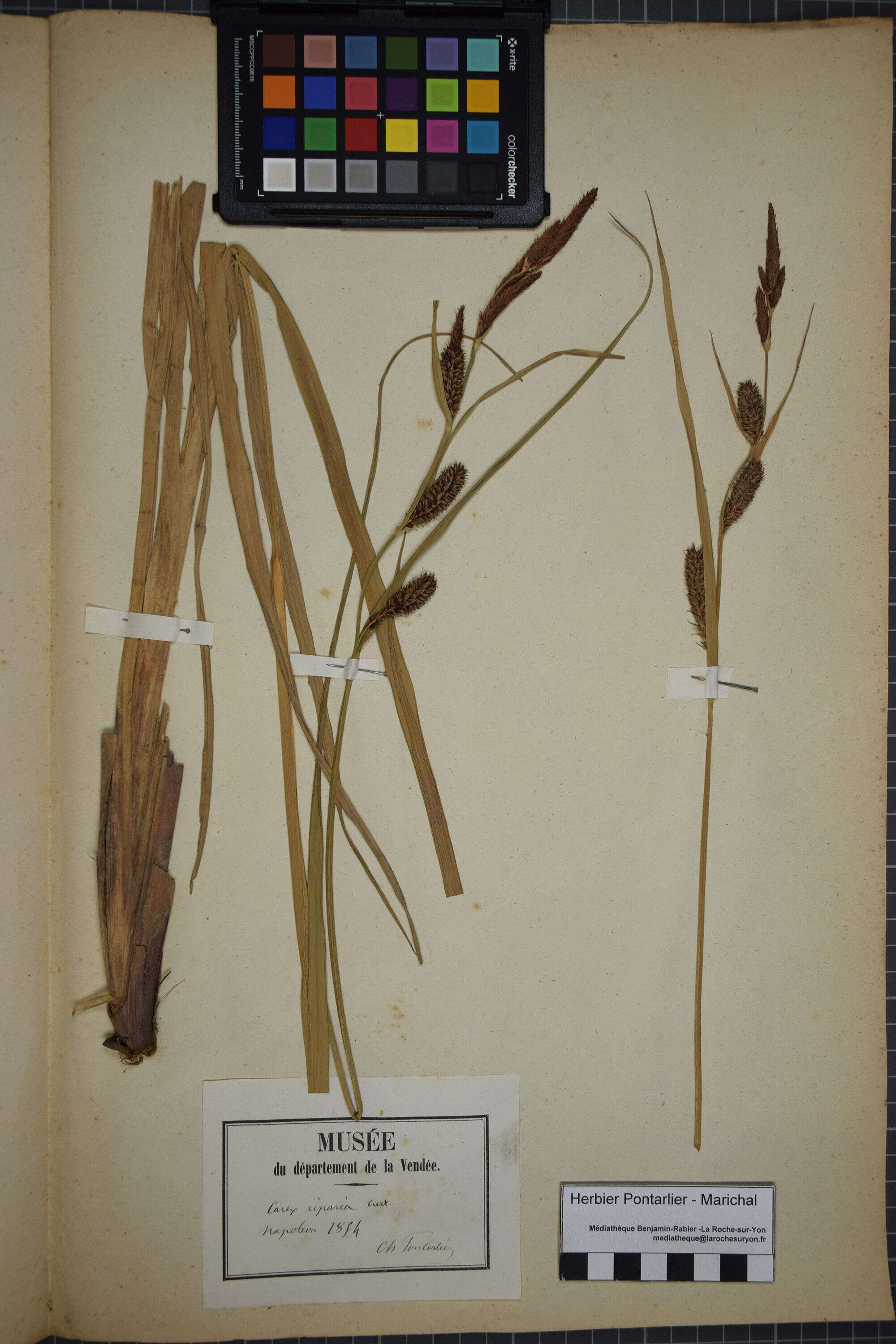 Image of Greater Pond-Sedge