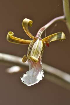 Image of Eulophia petersii (Rchb. fil.) Rchb. fil.