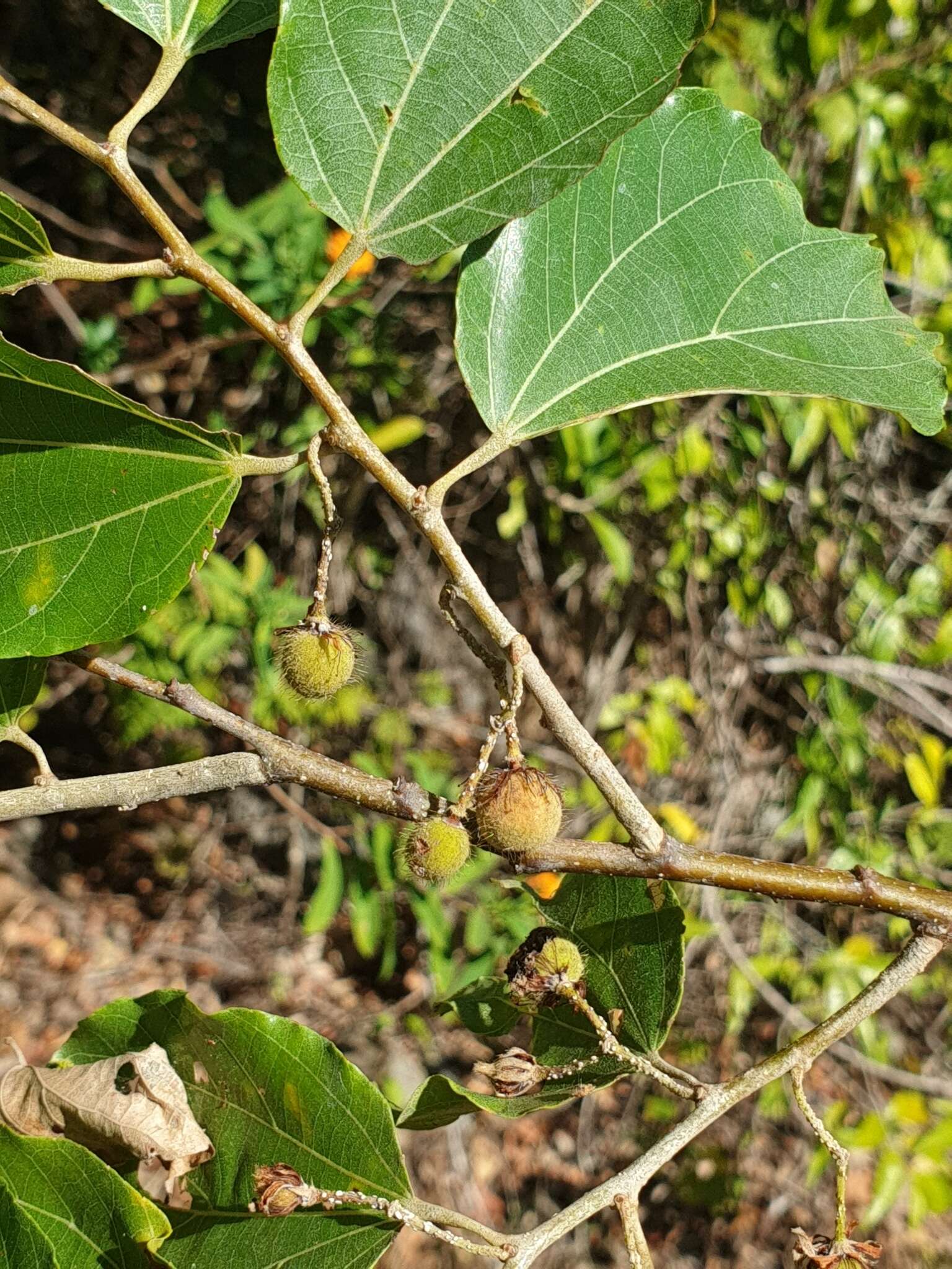 Image of Grewia triflora (Bojer) Walp.