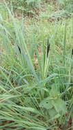 Image of Greater Pond-Sedge