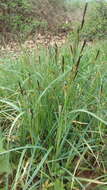 Image of Greater Pond-Sedge