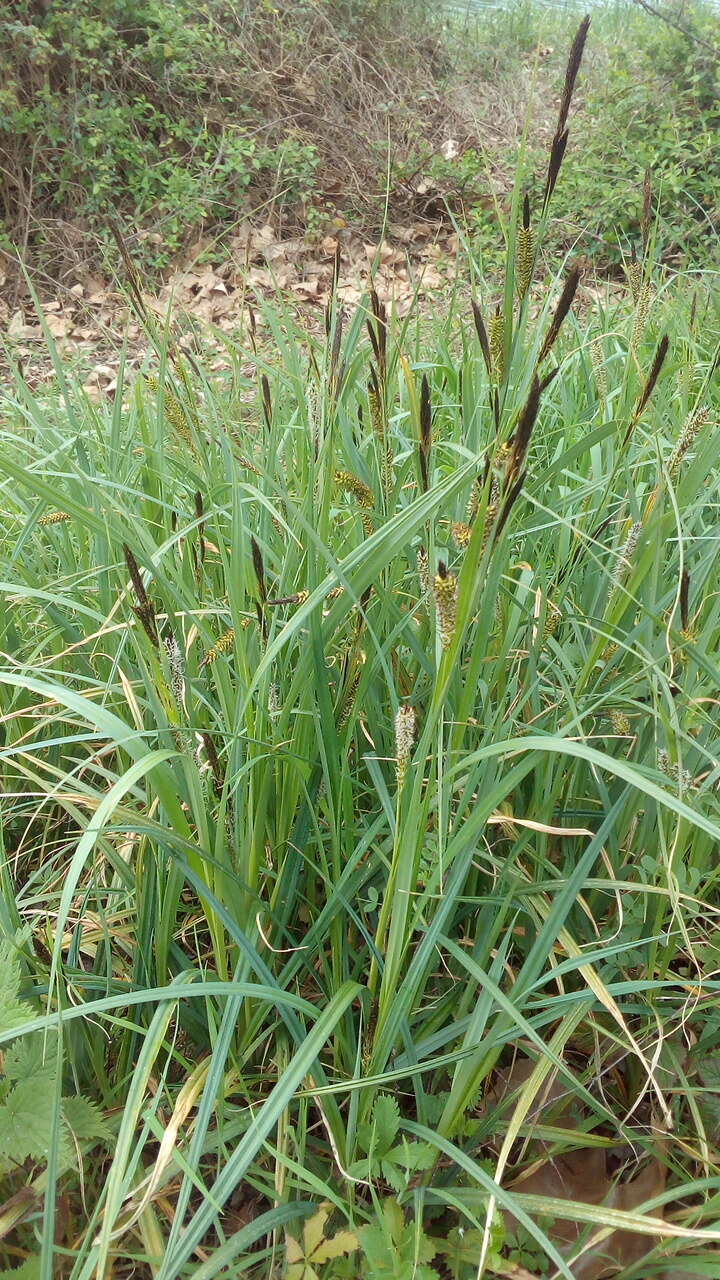 Image of Greater Pond-Sedge