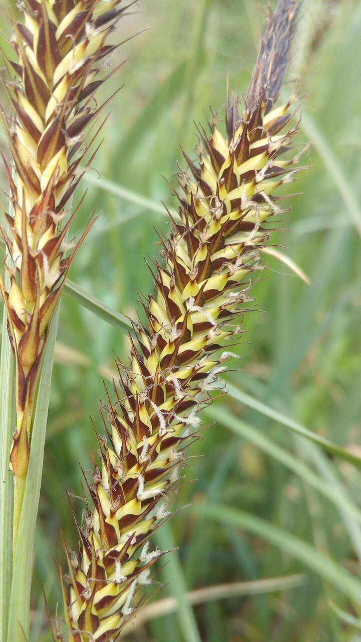 Image of Greater Pond-Sedge