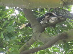 Image of Oriental Pied Hornbill