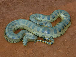 Image of Green anaconda