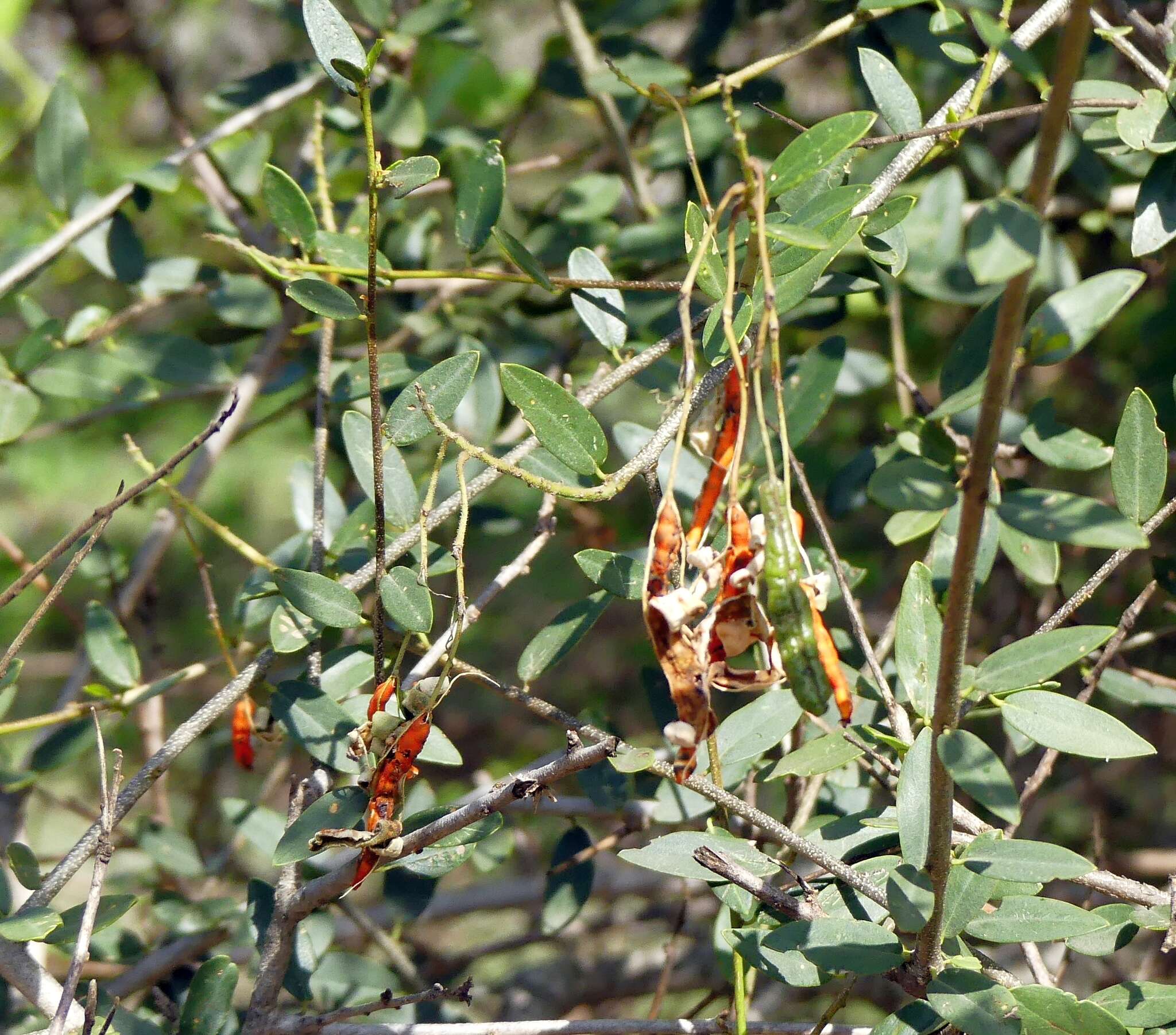 Image of Cadaba fruticosa (L.) Druce