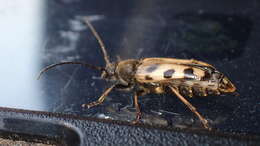 Image of Xestoleptura tibialis (Le Conte 1850)