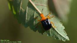 Image of Tomapoderus ruficollis (Fabricius & J. C. 1781)