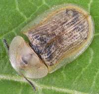 Image of Pale Tortoise Beetle