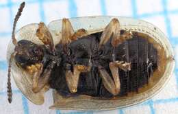 Image of Pale Tortoise Beetle