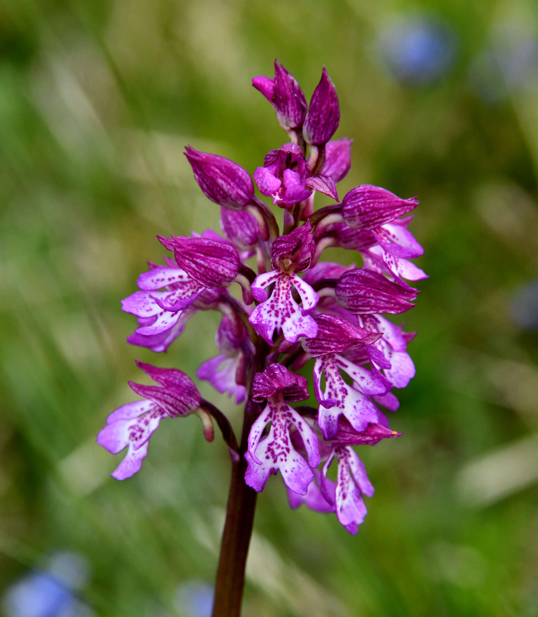 Image de Orchis hybrida (Lindl.) Boenn. ex Rchb.