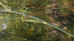 Image of fennel