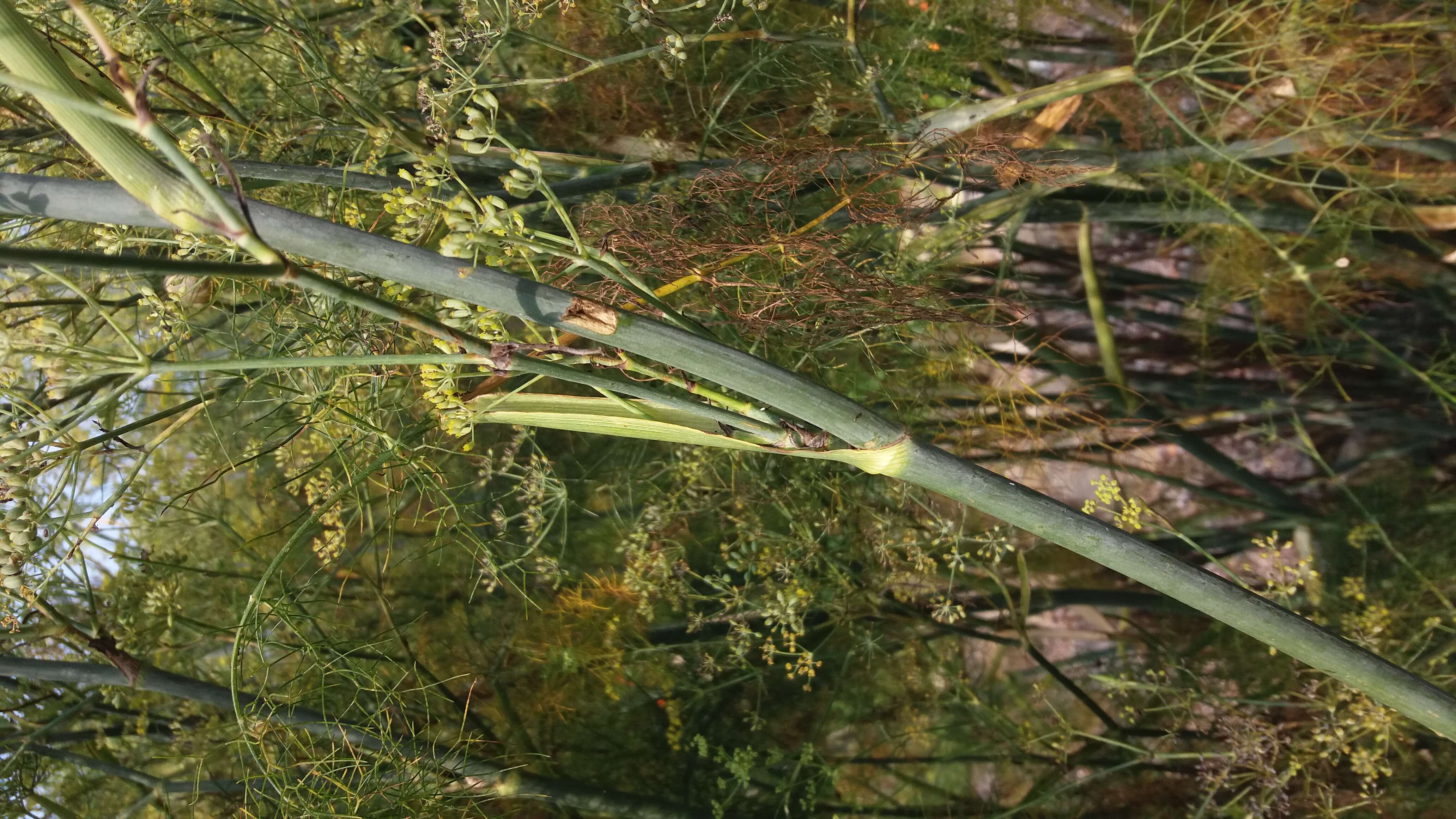 Image of fennel