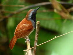 Image of White-bellied Antbird