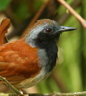 Image of White-bellied Antbird