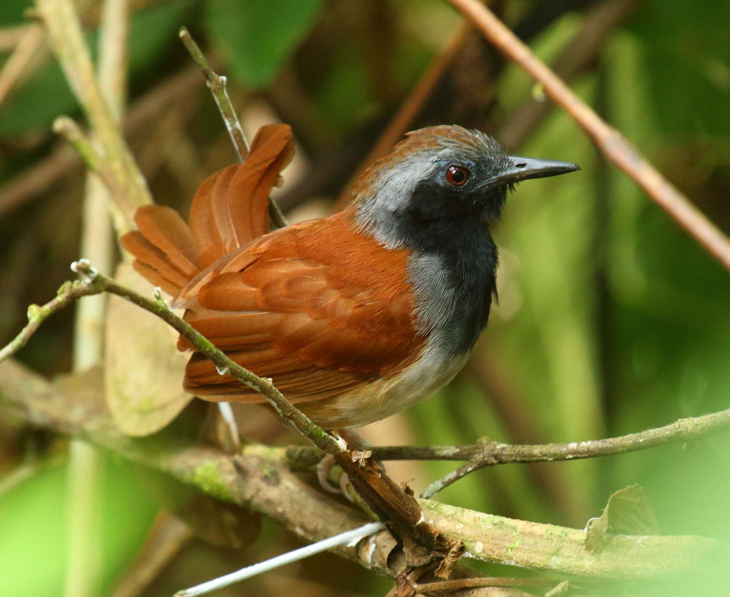 Image of White-bellied Antbird