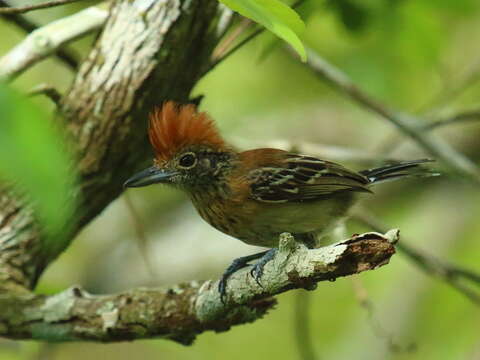 Image of Black-crested Antshrike