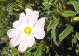 Image of Rockrose