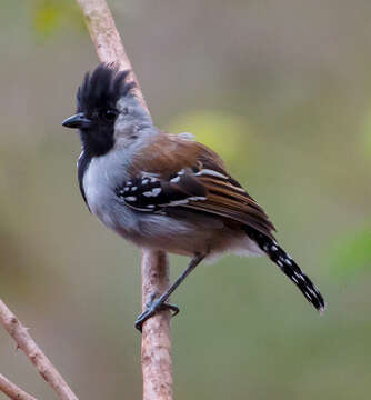 Image of Silvery-cheeked Antshrike