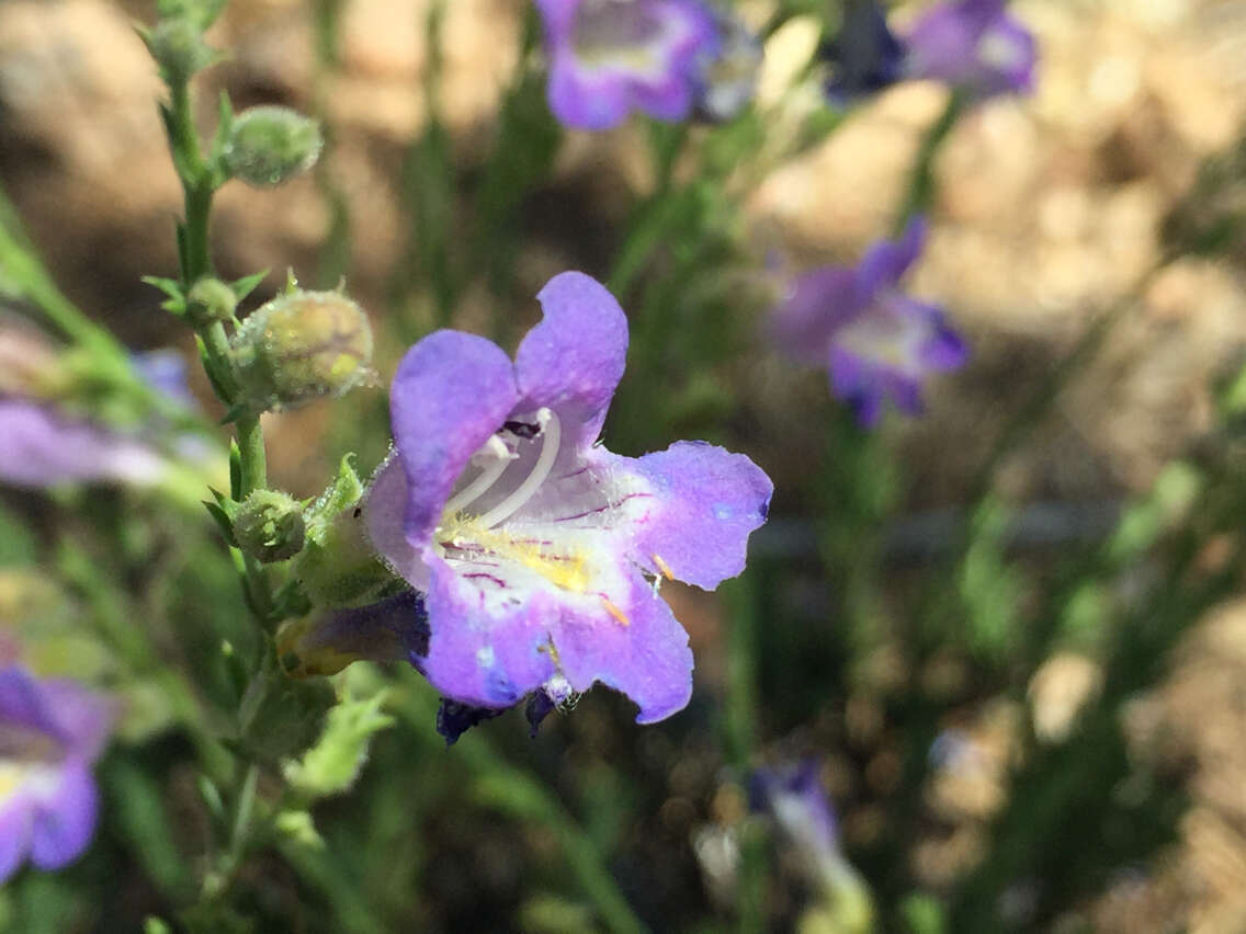 Plancia ëd Penstemon linarioides A. Gray