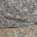 Image of Leaf-toed Gecko