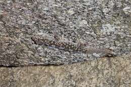 Image of Leaf-toed Gecko