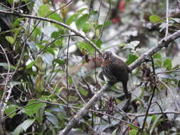 Image of Black-streaked Puffbird