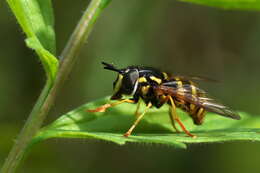 Plancia ëd Chrysotoxum arcuatum (Linnaeus 1758)