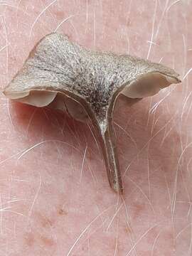 Image of Entoloma rusticoides (Gillet) Noordel. 1981