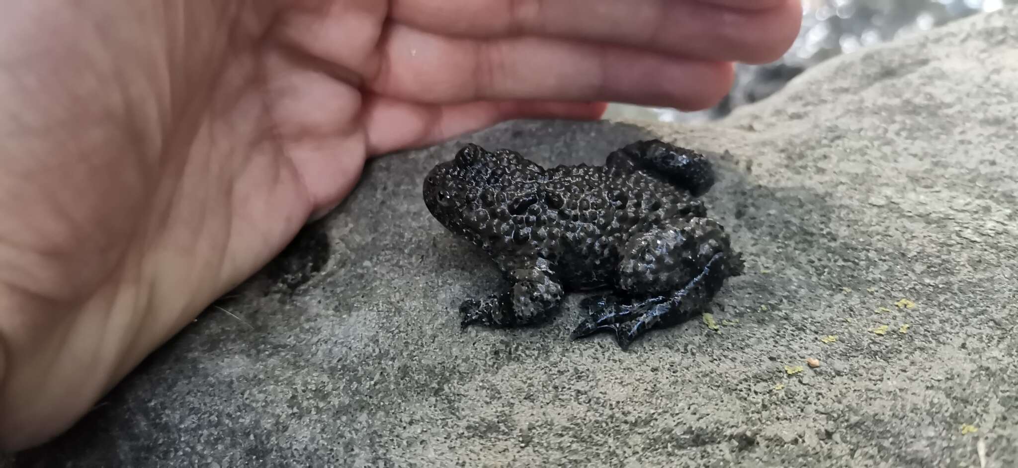 Plancia ëd Bombina variegata pachypus