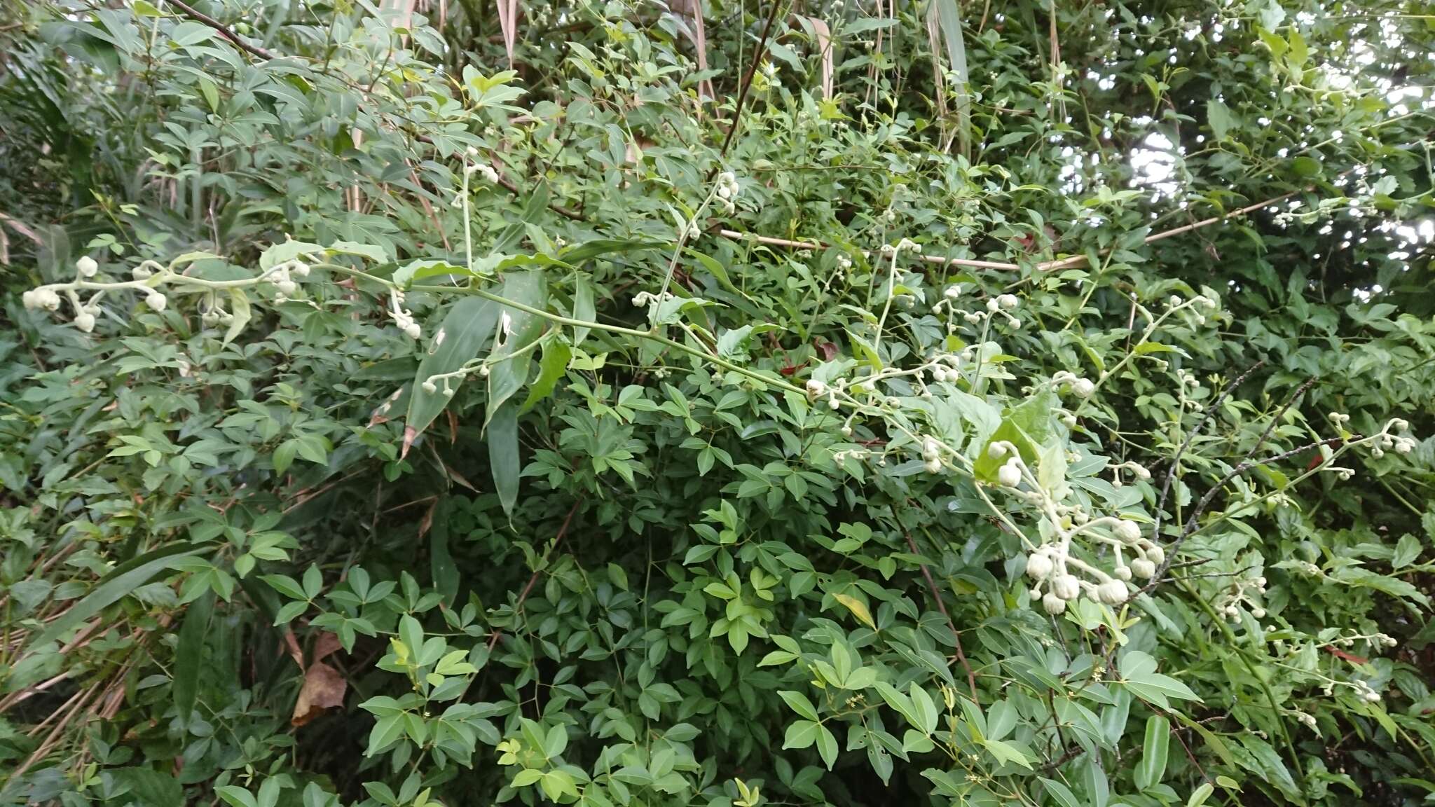 Image of Zanthoxylum asiaticum